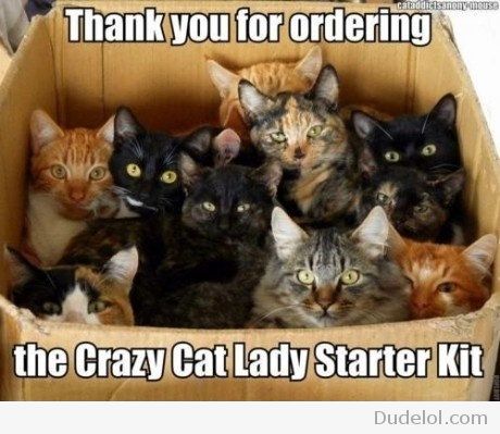 the-crazy-cat-lady-starter-kit-is-here_zpseb16e127.jpg