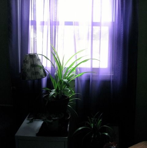 photo IMG_0716.jpeg