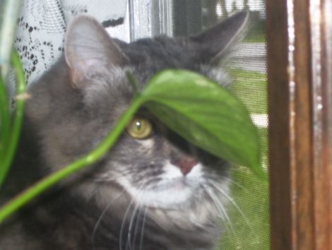 photo lilacandleaf.jpg