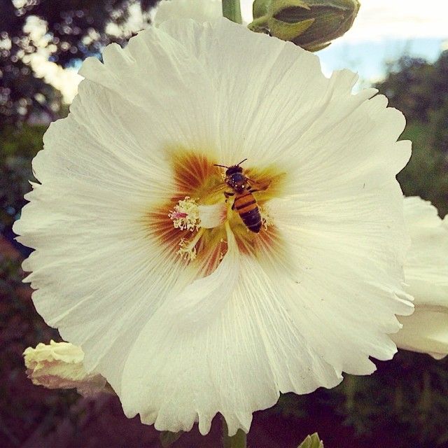 photo LisaJonickHollyhockBee.jpg