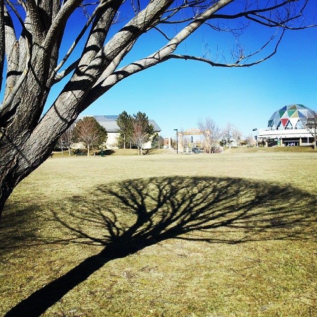 photo LisaJonickTreeShadow.jpg