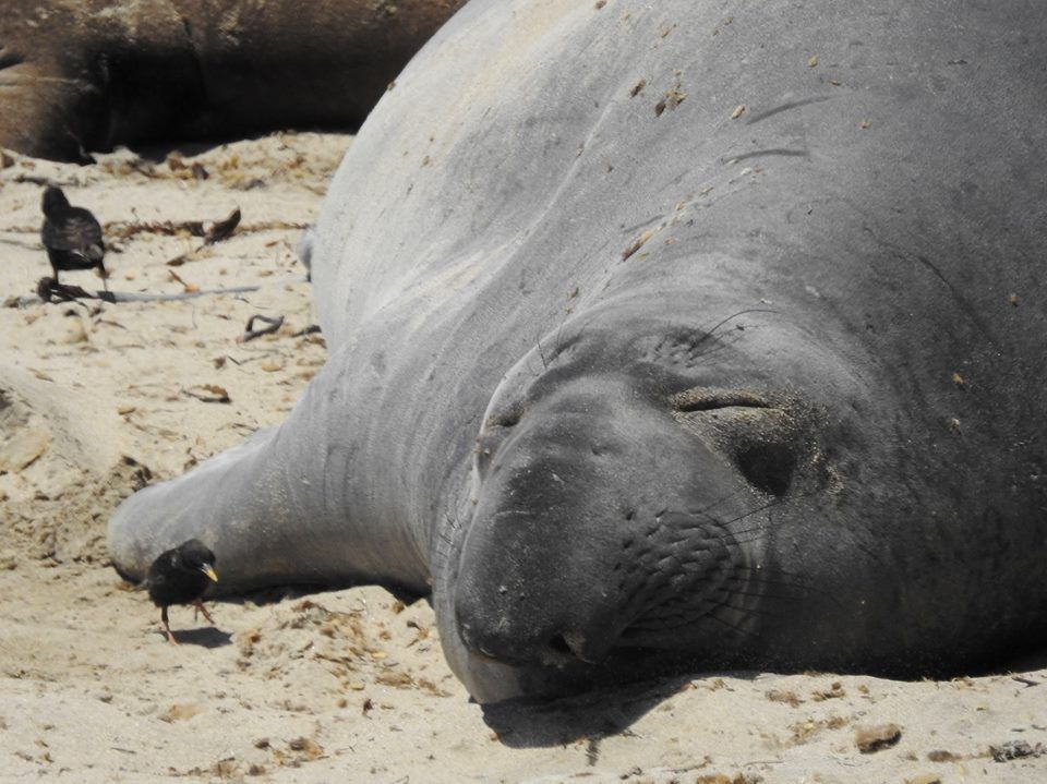 photo SealBirdKarenJames.jpg