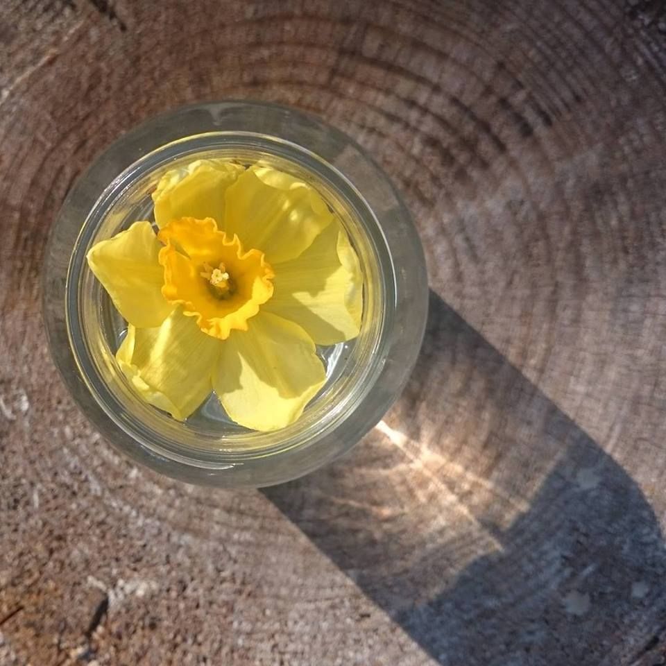 photo LydiaKoltaiWaterFlower.jpg