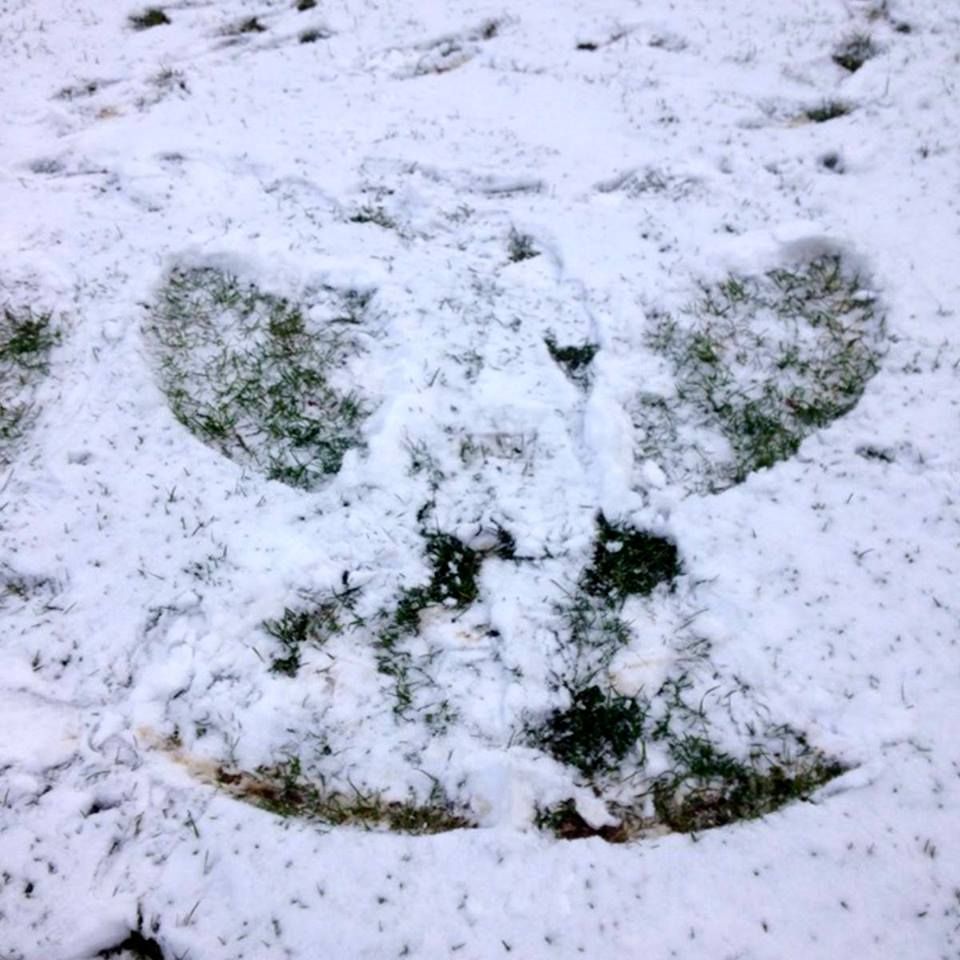 photo janineSnowAngel.jpg