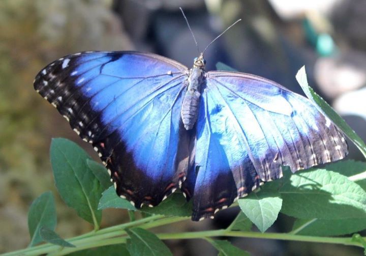 photo butterflyGailHiggins.jpg