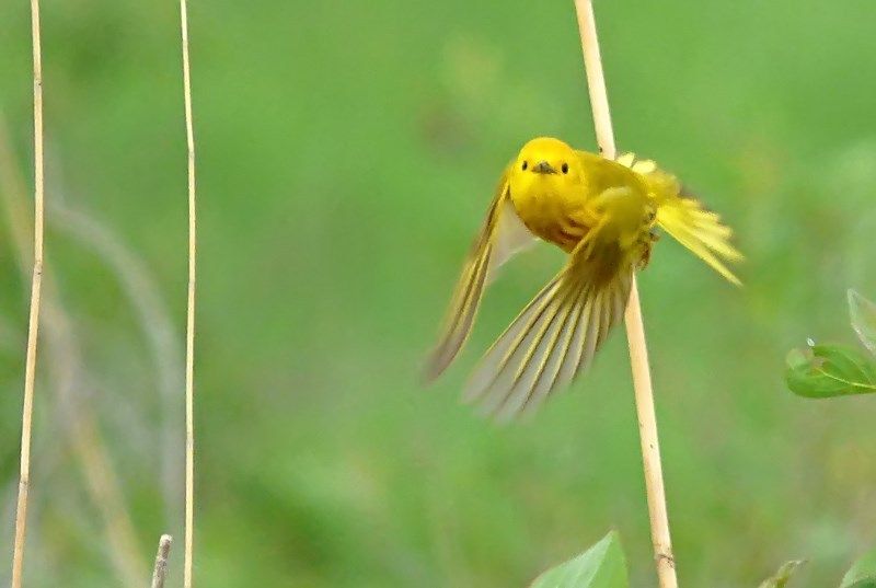 IMAGE: http://i1274.photobucket.com/albums/y426/mnshutterbug1/headingmyway_filtered_zpskzaip5em.jpg