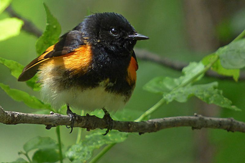 IMAGE: http://i1274.photobucket.com/albums/y426/mnshutterbug1/mr%20restart_zpsyqsghklp.jpg