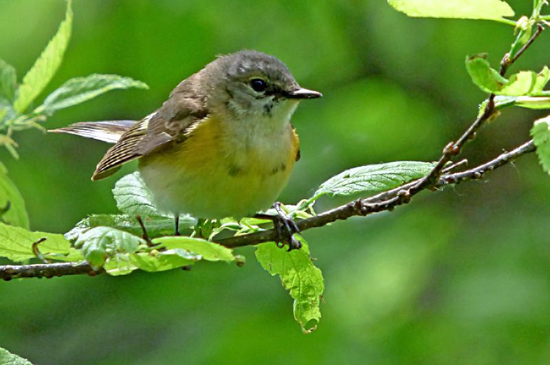 IMAGE: http://i1274.photobucket.com/albums/y426/mnshutterbug1/mrs_zpsq9qwrah2.jpg