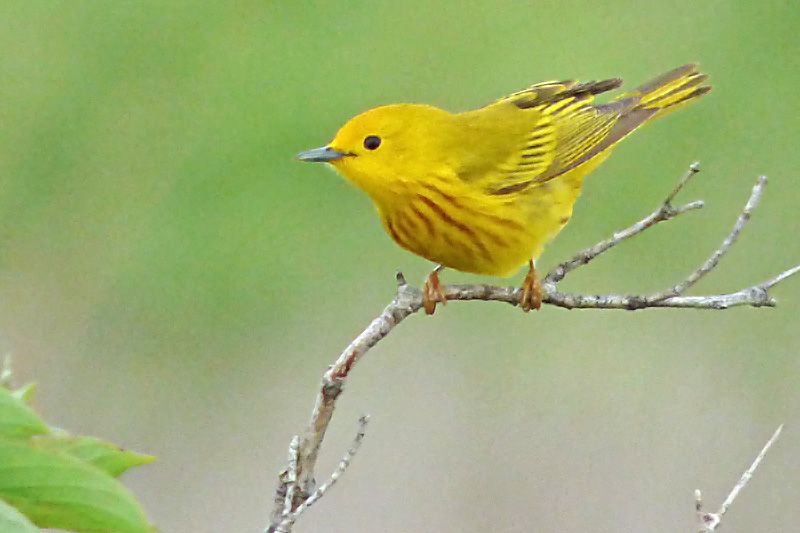 IMAGE: http://i1274.photobucket.com/albums/y426/mnshutterbug1/yellow3_zps8xkisfsb.jpg