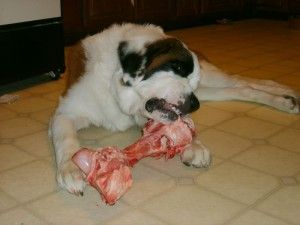 Big-Dog-with-Big-Knuckle-Bone-300x225_zpsoqqjfqa2.jpg