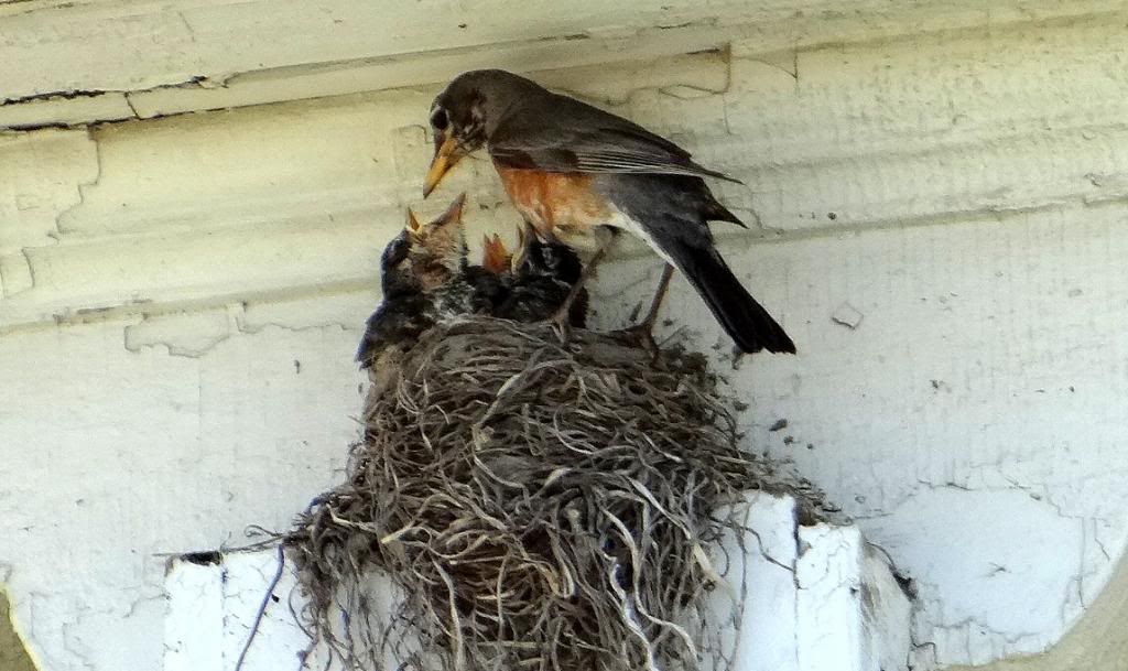 4 robin's nest stl 240513 photo DSC07666_zps872542db.jpg