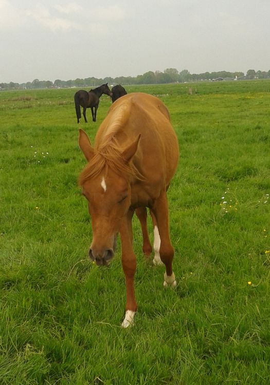 Afbeelding