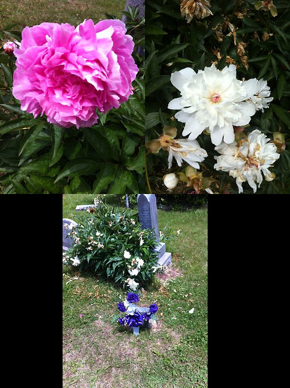photo peony_zps32eb25fa.jpg