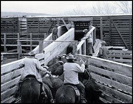  photo cattle_transport_zps9d8953ca.jpg