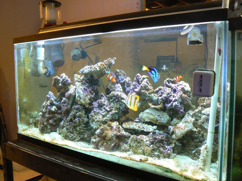 Albertanewb's "Little" Tank on the Prairie Reef Central Online Community