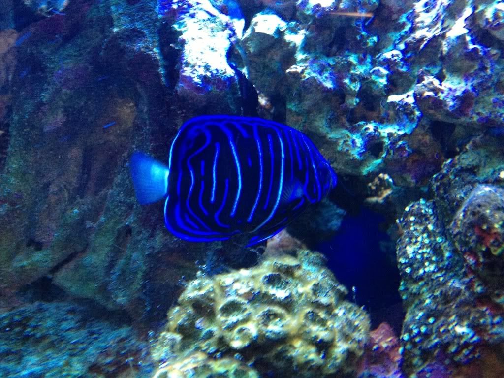 Albertanewb's "Little" Tank on the Prairie Reef Central Online Community