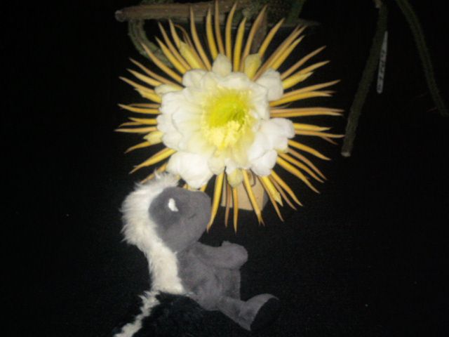 http://i1274.photobucket.com/albums/y436/strunki/01-08-13%20Seli/Foto6353_zps61716c78.jpg