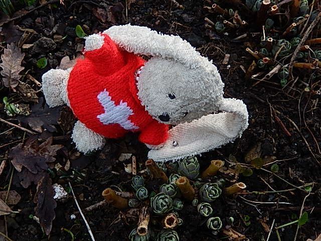 http://i1274.photobucket.com/albums/y436/strunki/18-01-14%20Garten/DSCN2273_zpsf7c222e1.jpg