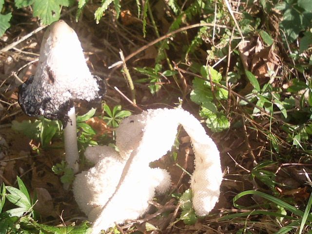 http://i1274.photobucket.com/albums/y436/strunki/28-09-13%20Eschbachtalsperre/Foto7660_zps01b90b33.jpg