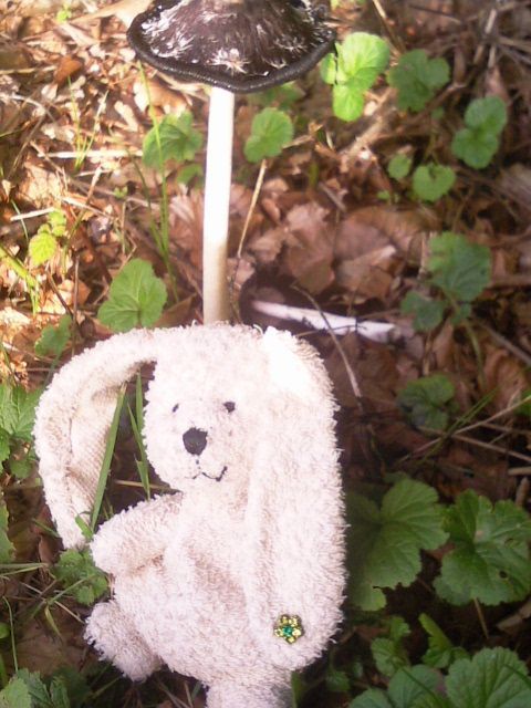 http://i1274.photobucket.com/albums/y436/strunki/28-09-13%20Eschbachtalsperre/Foto7661_zps5dc70471.jpg
