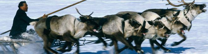 yar-sale-reindeer-517098-sw_zps200fdd4f.